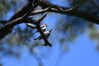 2019年6月16日(日) 富士山中野茶屋の野鳥観察記録