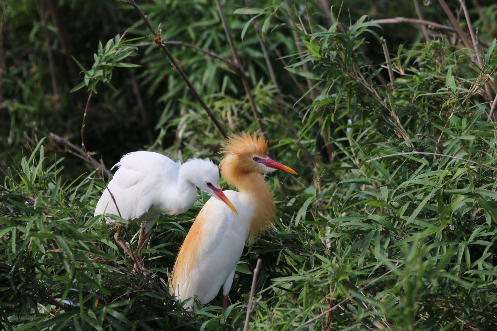  アマサギの写真 by ゴロー