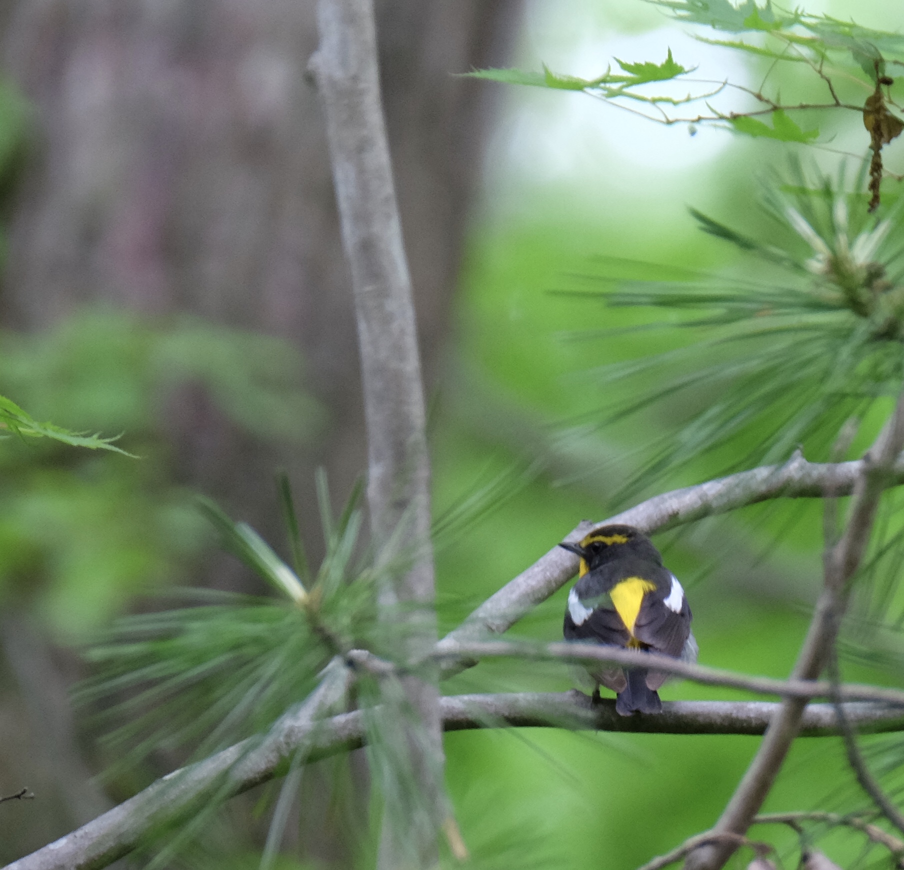 Narcissus Flycatcher