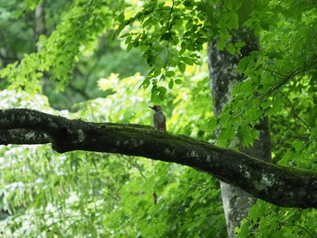 2019年6月30日(日) 檜原都民の森の野鳥観察記録