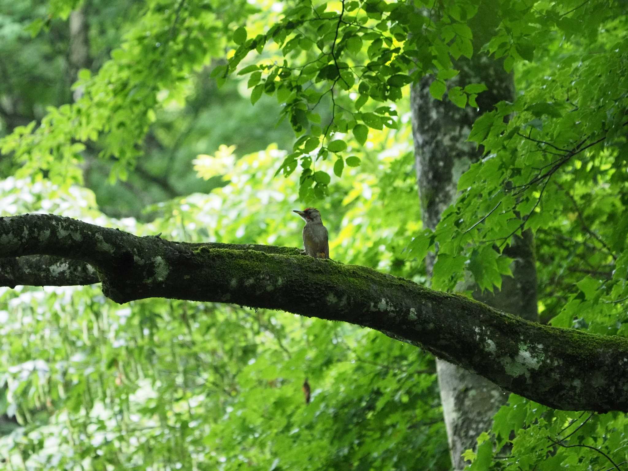 Photo of Japanese Green Woodpecker at Hinohara Tomin no mori by ふなきち