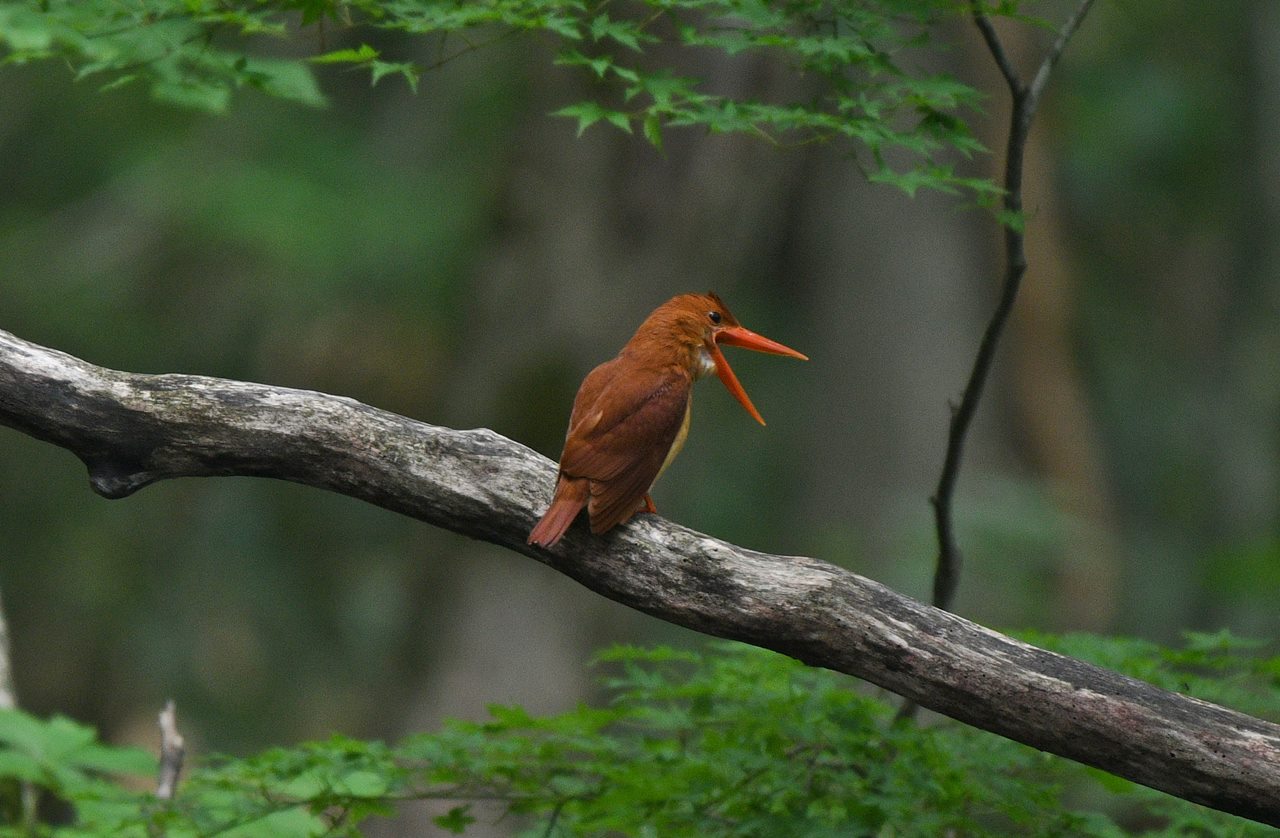 Photo of Ruddy Kingfisher at  by くまのみ