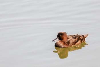 キンクロハジロ 三ツ池公園(横浜市鶴見区) 2019年3月20日(水)