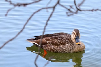 カルガモ 三ツ池公園(横浜市鶴見区) 2019年3月20日(水)