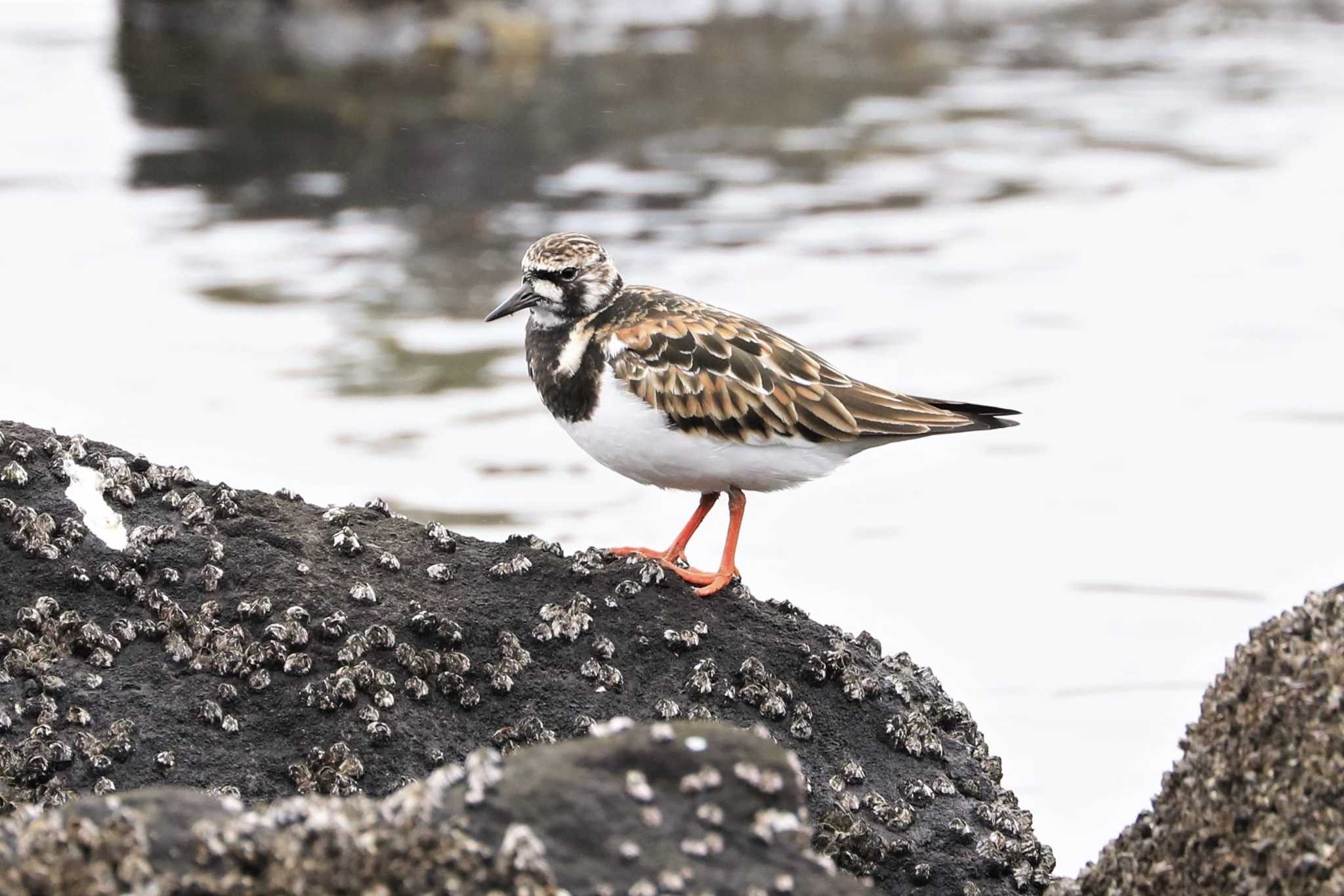 東京港野鳥公園 キョウジョシギの写真 by Susumu Harada