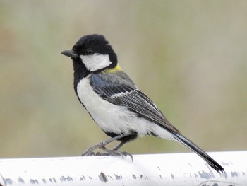 シジュウカラ 三橋総合公園 2019年7月1日(月)