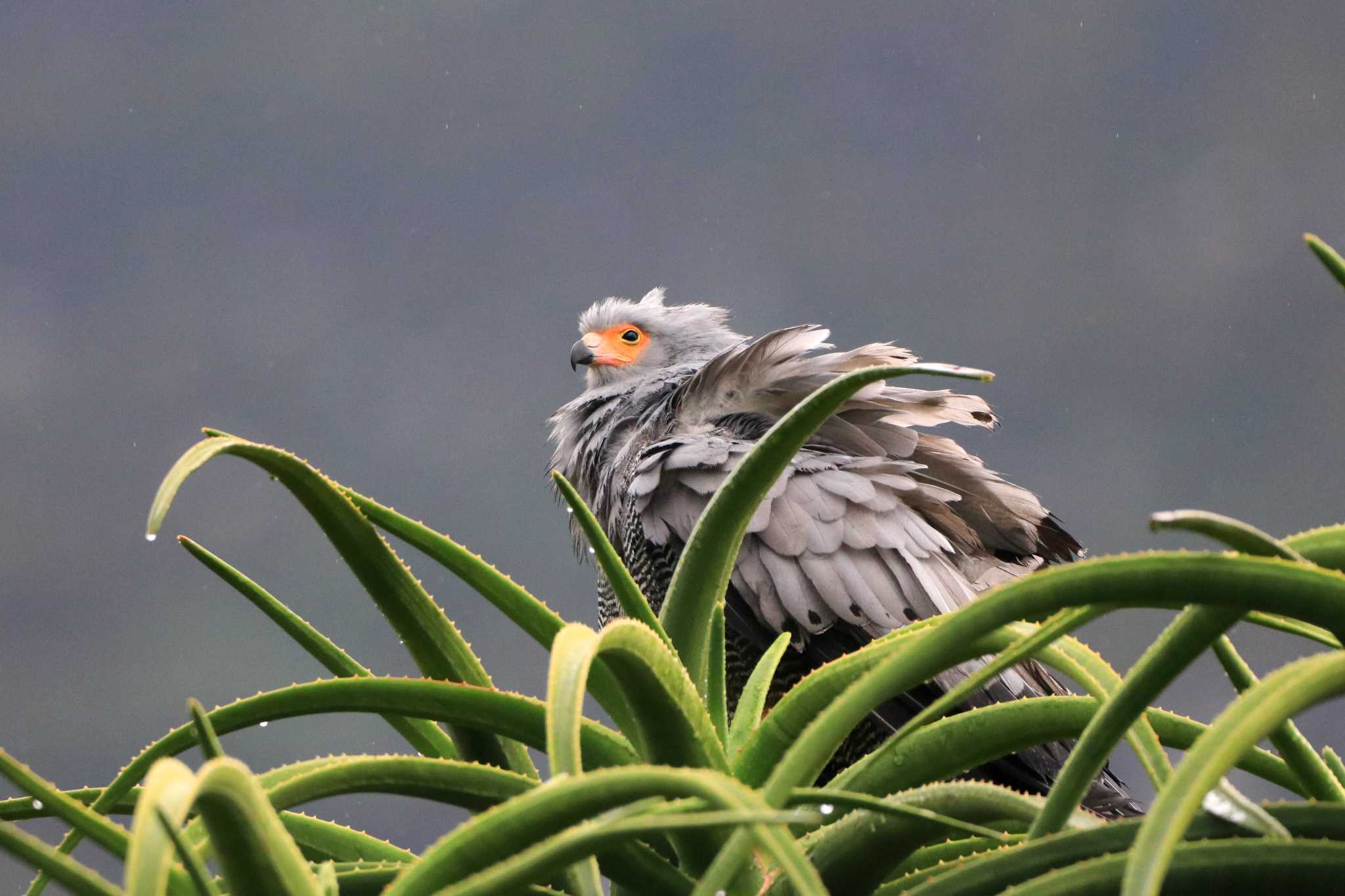 Photo of African Harrier-Hawk at Kirstenbosch National Botanical Garden(South Africa) by とみやん