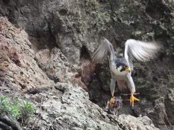 Peregrine Falcon Unknown Spots Thu, 5/2/2019