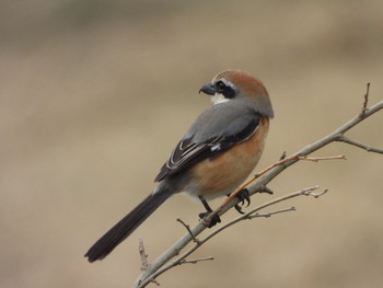 Bull-headed Shrike Unknown Spots Sun, 3/31/2019