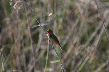 Oriental Reed Warbler Mikiyama Forest Park Fri, 5/4/2018