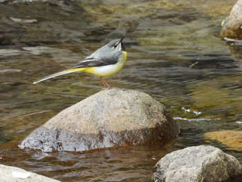 Grey Wagtail 岐阜県高山市宇津江四十八滝 Fri, 6/14/2019