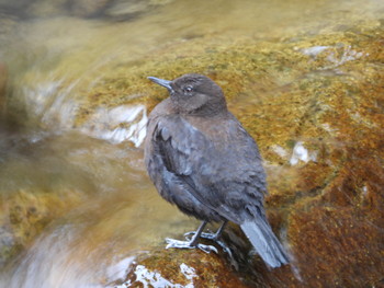 Brown Dipper 岐阜県高山市宇津江四十八滝 Fri, 6/14/2019