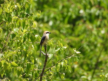 Bull-headed Shrike 高山市宇津江四十八滝 Wed, 6/26/2019