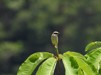 Bull-headed Shrike 高山市宇津江四十八滝 Wed, 6/26/2019