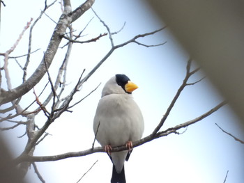 Japanese Grosbeak 高山市国府町 Wed, 4/3/2019