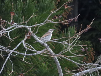 Dusky Thrush 高山市国府町 Wed, 4/3/2019