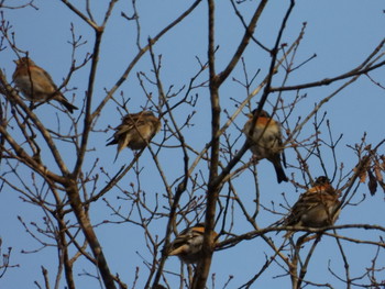 Brambling 高山市国府町 Wed, 4/3/2019