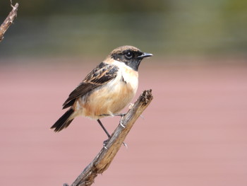 Amur Stonechat 飛騨市古川町 Fri, 4/12/2019