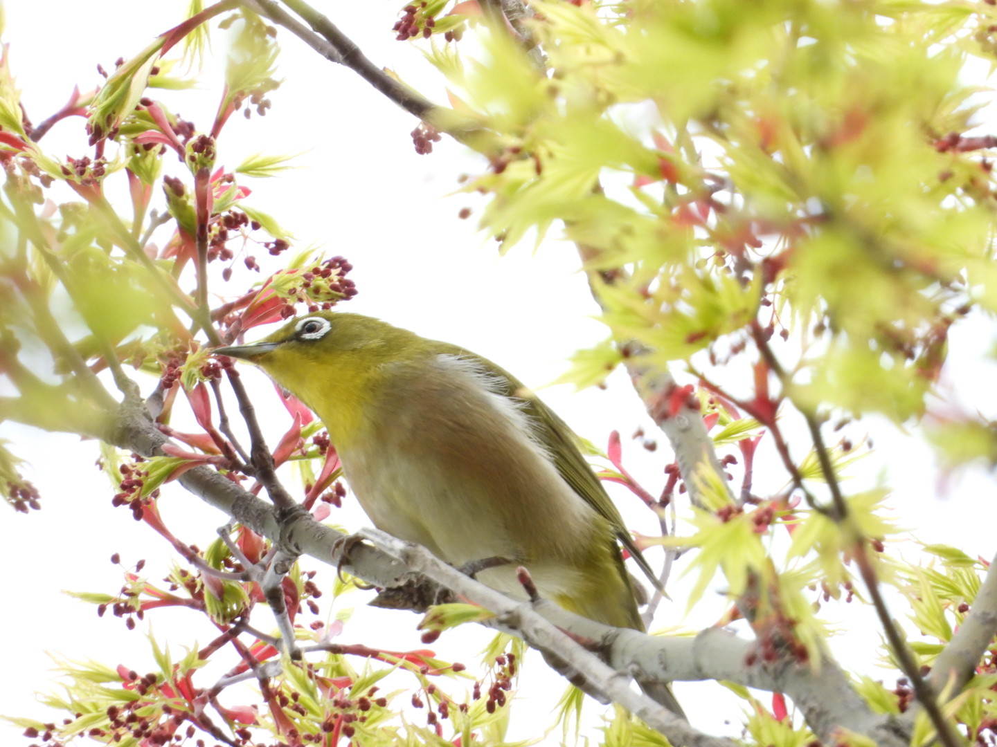 Photo of Warbling White-eye at 呉羽山 by takamaro