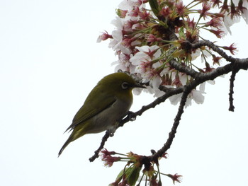 メジロ 呉羽山 2019年4月17日(水)