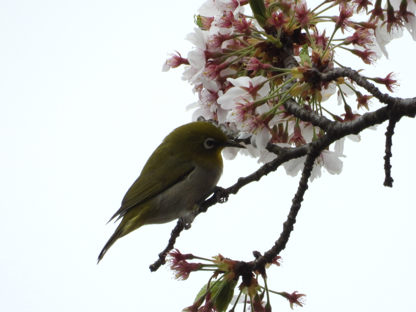 Photo of Warbling White-eye at 呉羽山 by takamaro