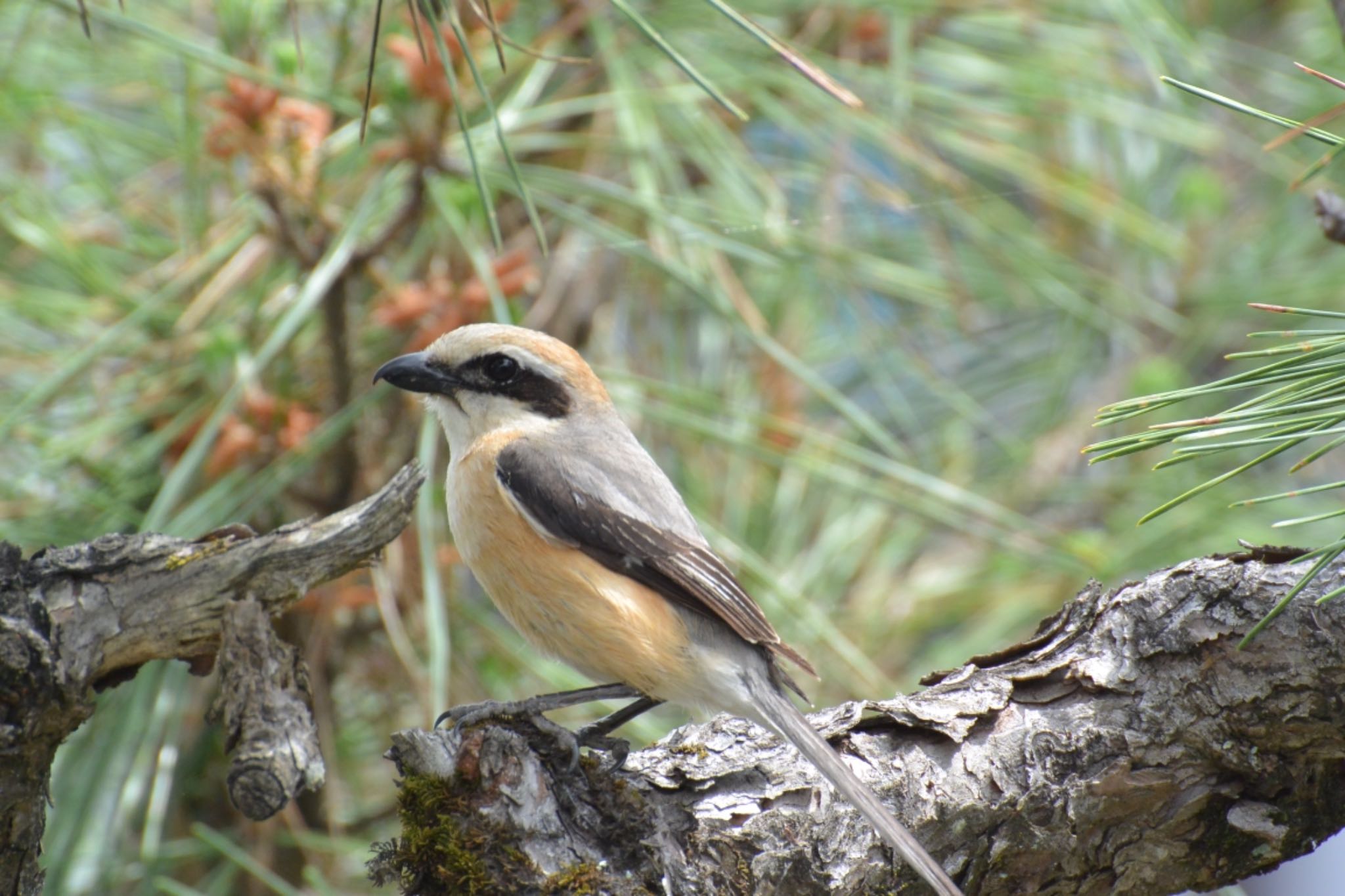 Photo of Bull-headed Shrike at 飛騨市 by takamaro