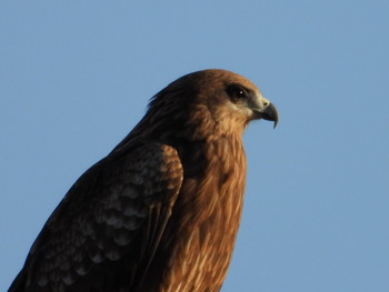 Black Kite Unknown Spots Wed, 11/21/2018