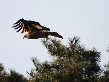 Black Kite 飛騨市古川町 Wed, 11/21/2018