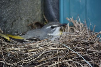 Grey Wagtail 飛騨市 Mon, 5/14/2018