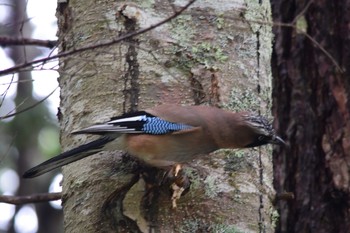 Eurasian Jay 上高地 Thu, 5/31/2018