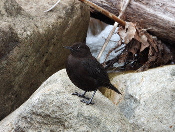 Brown Dipper 高山市四十八滝 Fri, 6/14/2019