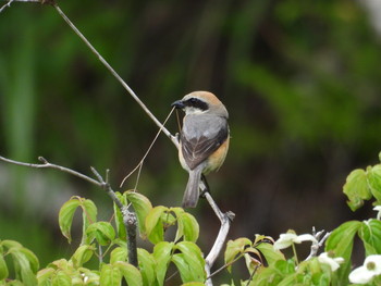 Bull-headed Shrike 高山市宇津江四十八滝 Wed, 6/12/2019