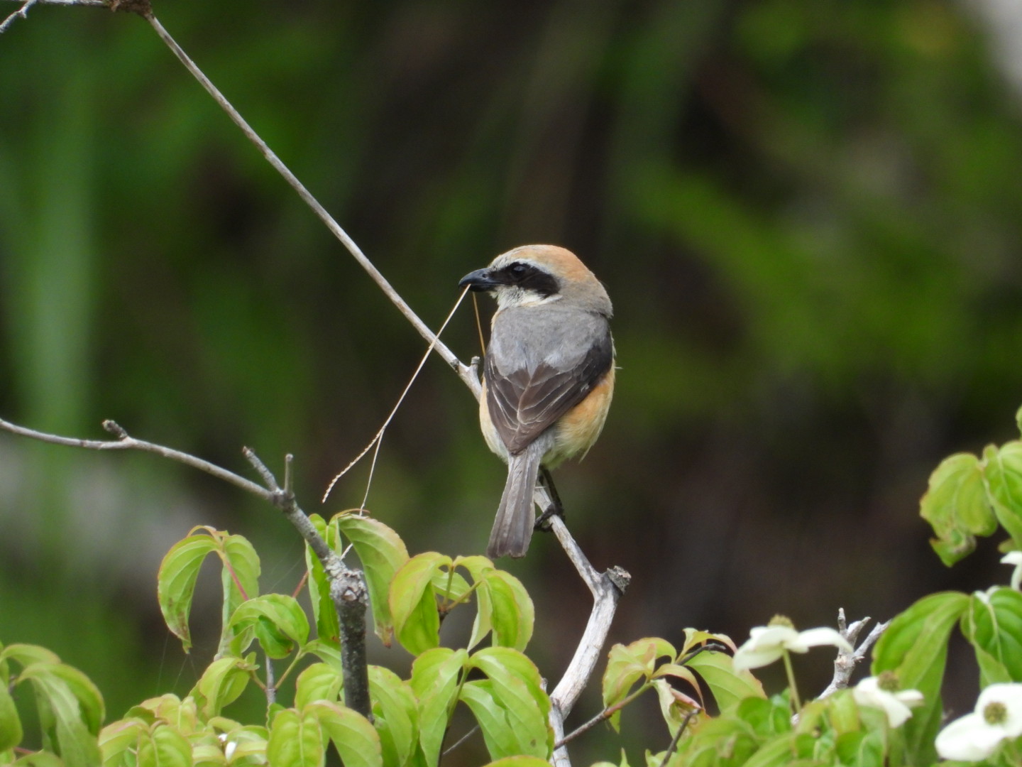 Photo of Bull-headed Shrike at 高山市宇津江四十八滝 by takamaro