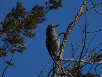 Brown-eared Bulbul 飛騨市古川町 Wed, 1/30/2019