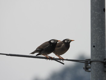 White-cheeked Starling 飛騨市古川町 Sun, 3/3/2019