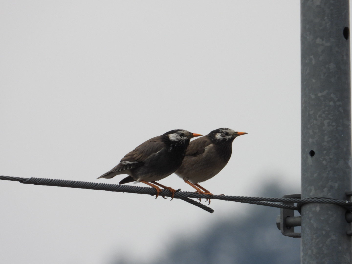 Photo of White-cheeked Starling at 飛騨市古川町 by takamaro