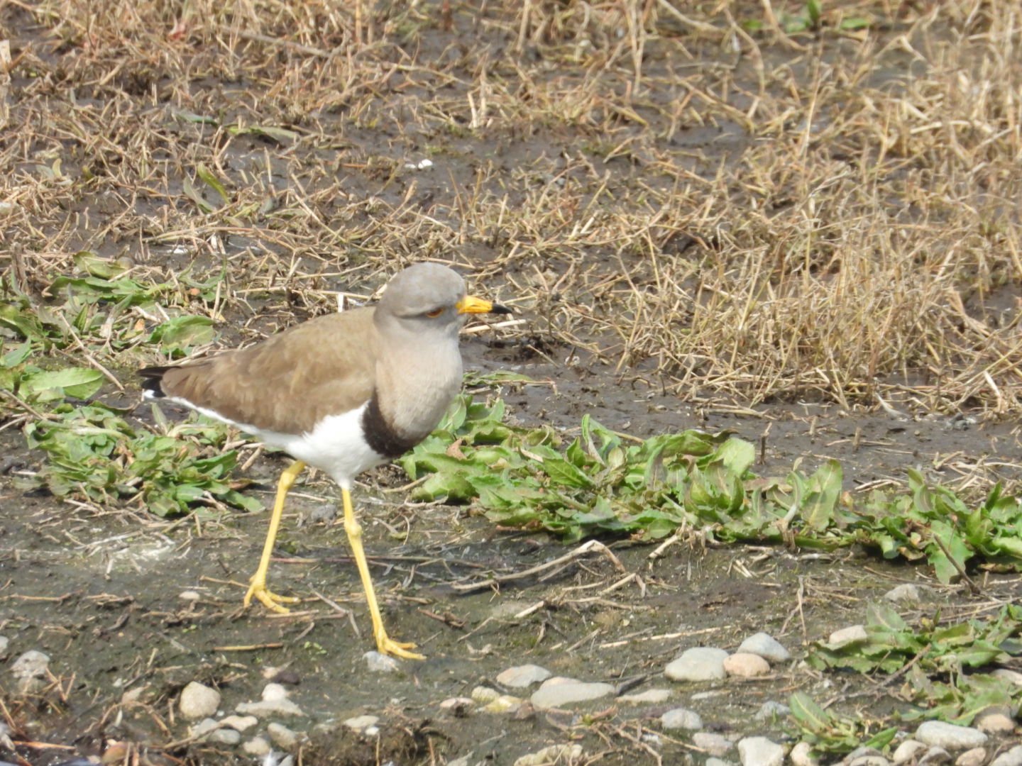 Photo of Grey-headed Lapwing at 海王バードパーク by takamaro