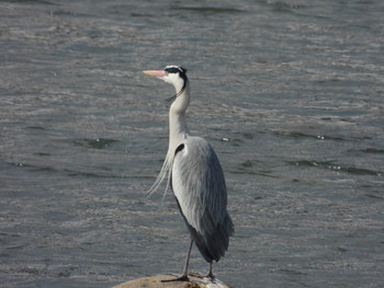 Grey Heron 飛騨市古川町 Sat, 3/16/2019