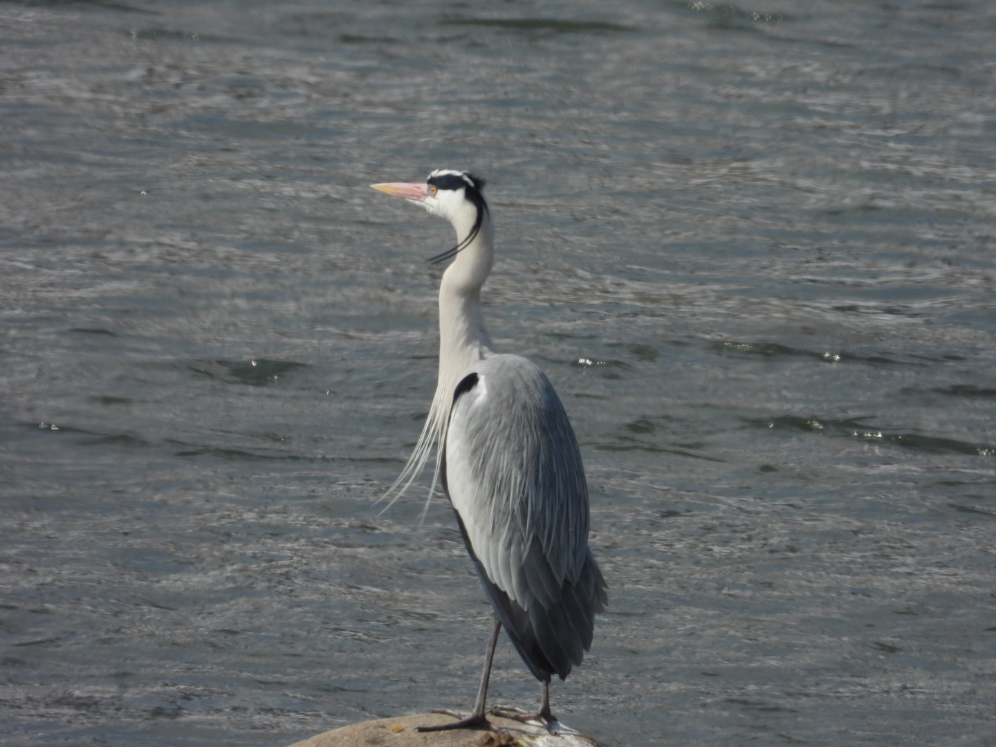 Photo of Grey Heron at 飛騨市古川町 by takamaro