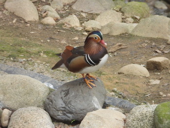 Mandarin Duck 富山市ファミリーパーク Wed, 3/27/2019