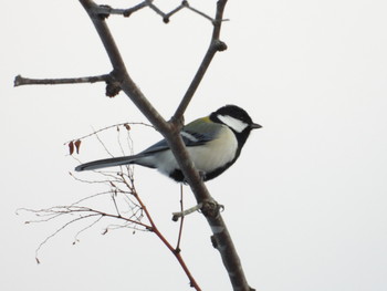 シジュウカラ 高山市城山公園 2019年1月18日(金)