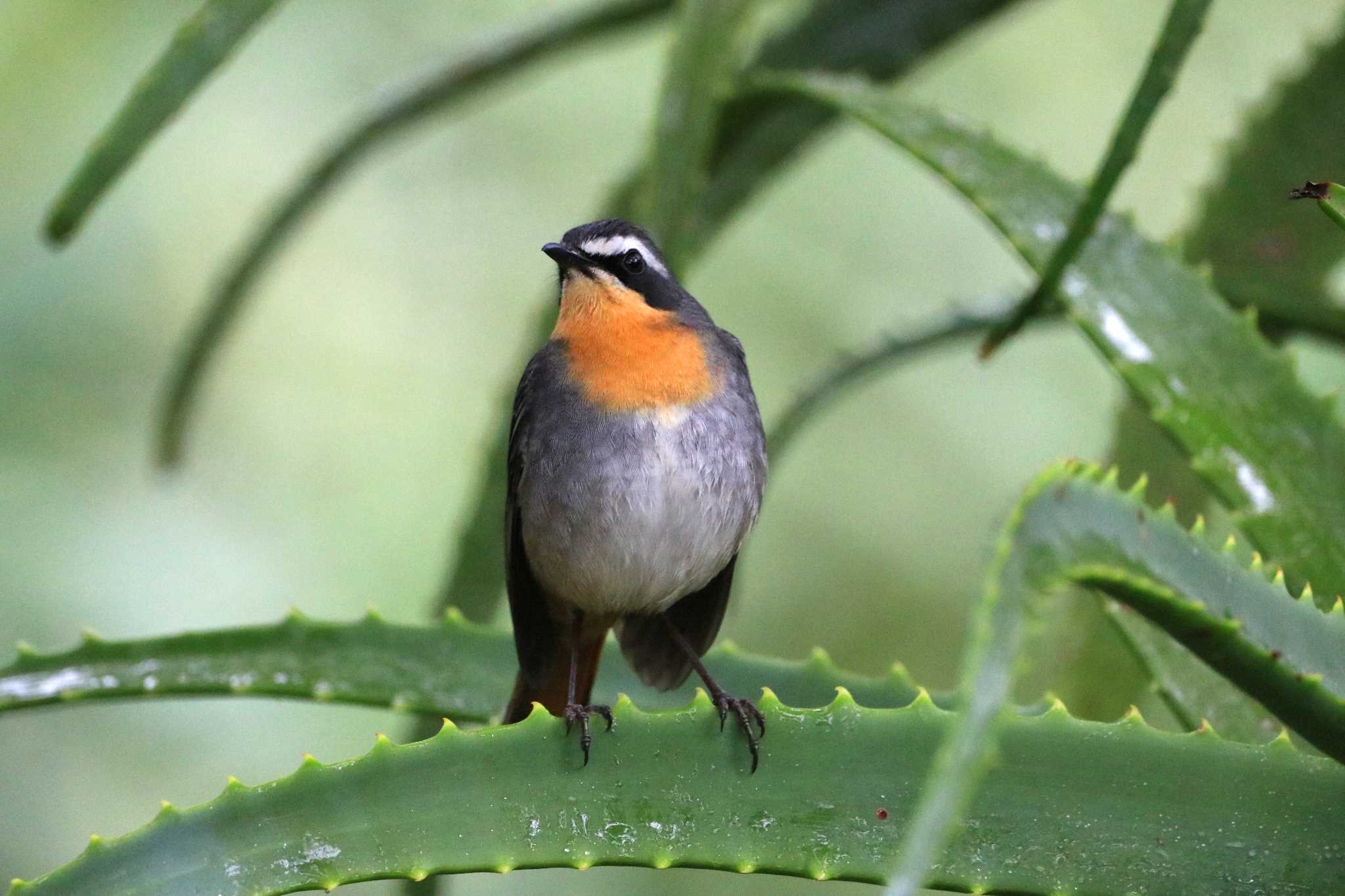 Photo of Cape Robin-Chat at Kirstenbosch National Botanical Garden(South Africa) by とみやん