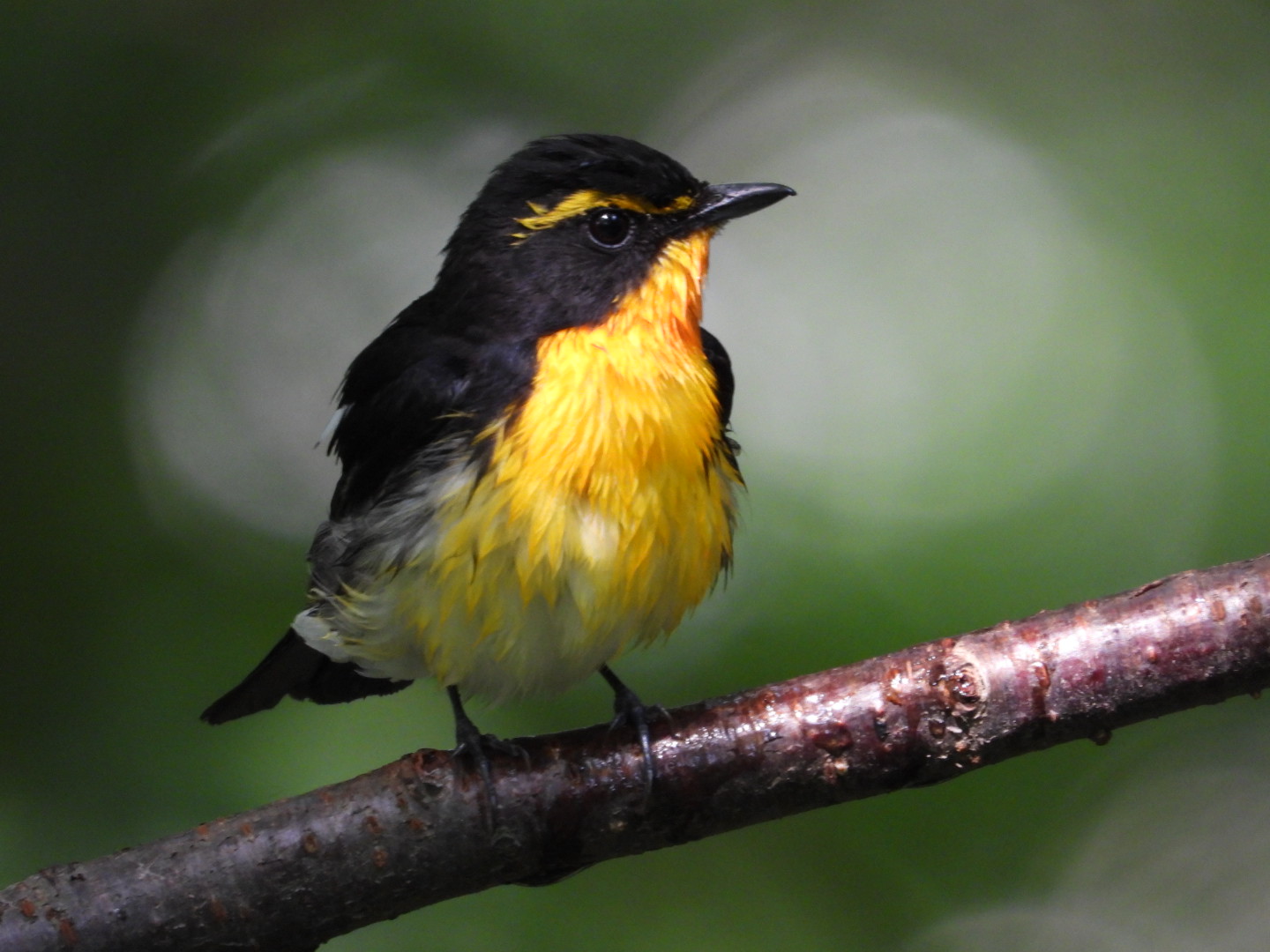 Photo of Narcissus Flycatcher at 神奈川 by トリミズク