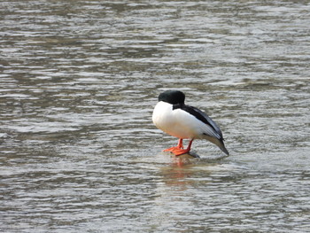 Common Merganser 飛騨市古川町 Fri, 2/22/2019