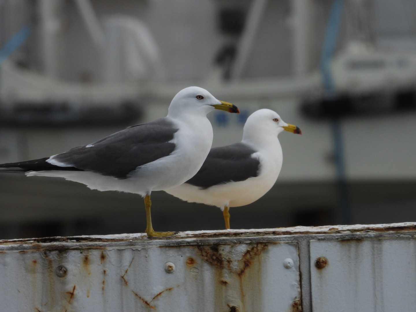 Photo of Black-tailed Gull at 海王丸パーク by takamaro