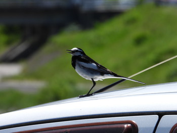 White Wagtail 飛騨市古川町 Wed, 5/29/2019