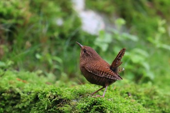 ミソサザイ 場所が不明 2019年6月29日(土)