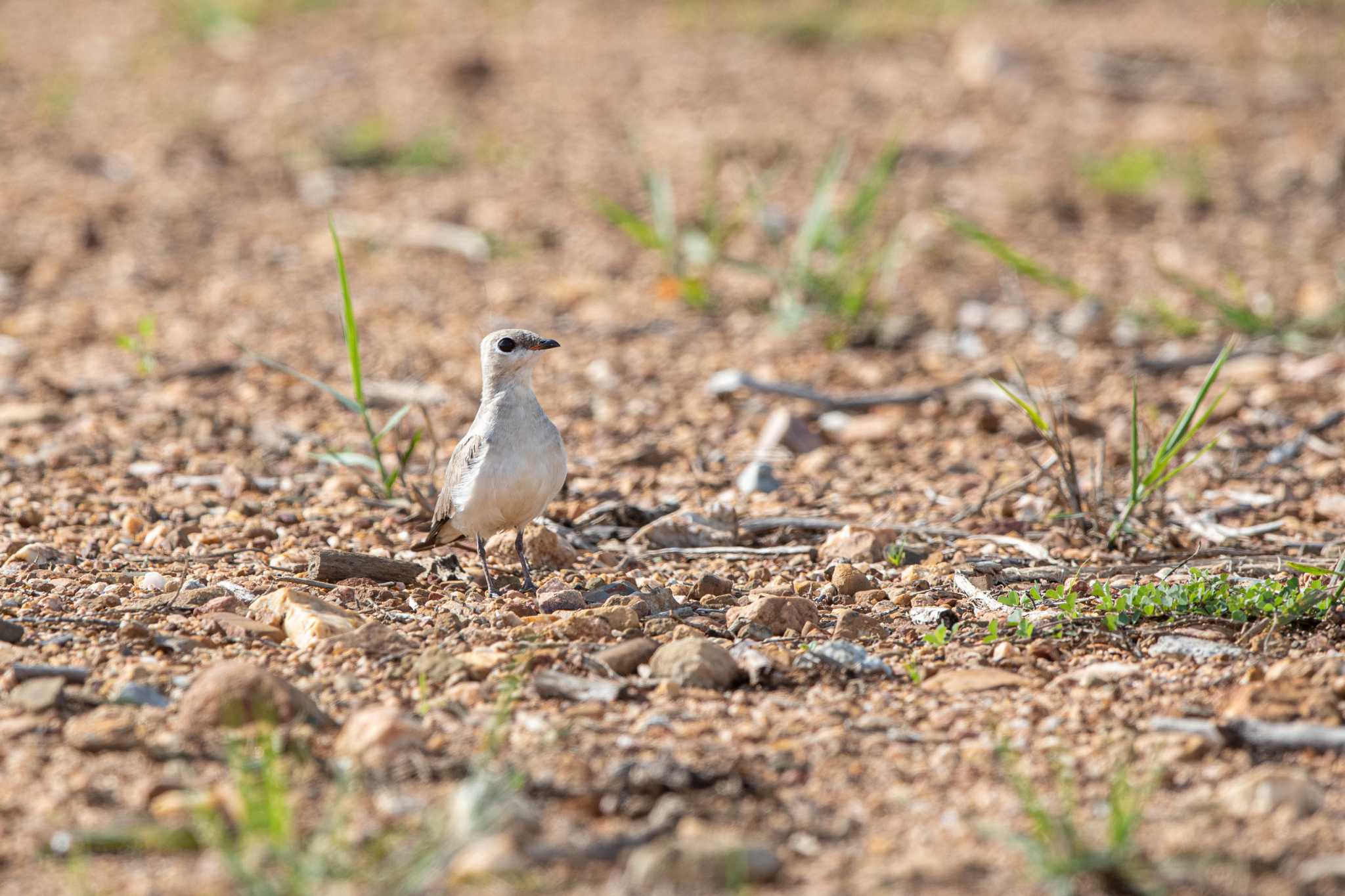 Photo of Small Pratincole at ペッチャブリー水田エリア by Trio