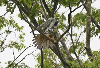 Eurasian Hobby Unknown Spots Thu, 6/27/2019