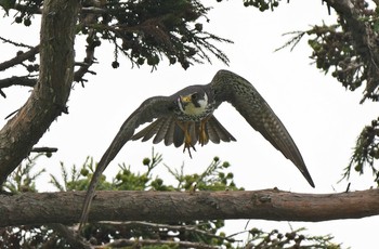 Eurasian Hobby Unknown Spots Thu, 6/27/2019